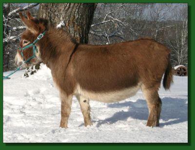 Ass-pirin Acres Pat E Cakes