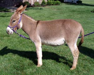 Assphalt Acres BJ 55