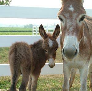 Assphalt Acres Tippy