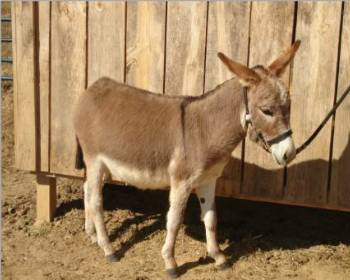 Assphalt Acres Tippy