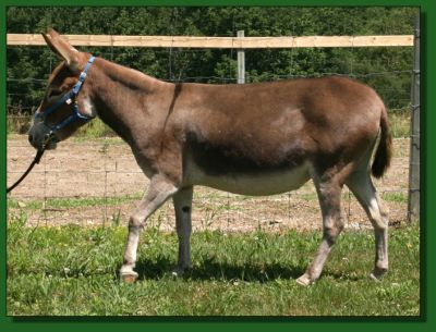 Ass-pirin Acres Pat E Cakes