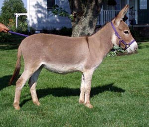 Assphalt Acres BJ 55