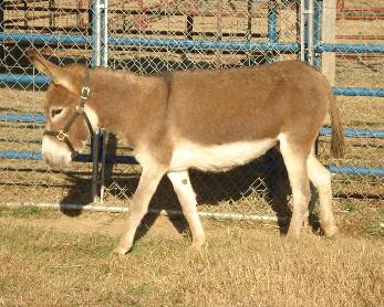 Tucker Farm's Hallie Luya