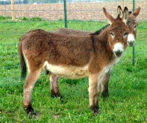 Tucker Farm's Hallie Luya