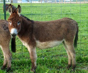 Tucker Farm's Hallie Luya