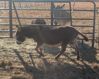 AMK Acres Lucy