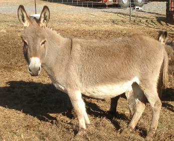 Tri Lakes Exotics Mushka