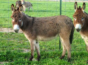 Tucker Farm's Blonde Ambition