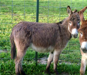 Tucker Farm's Blonde Ambition