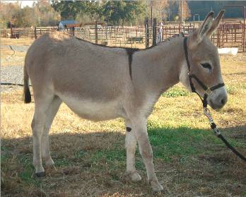 Tucker Farm's Legacy