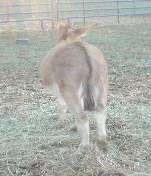Assphalt Acres Tippy