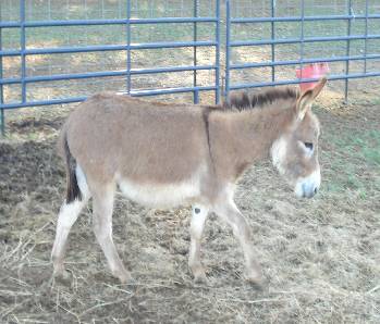 Assphalt Acres Tippy