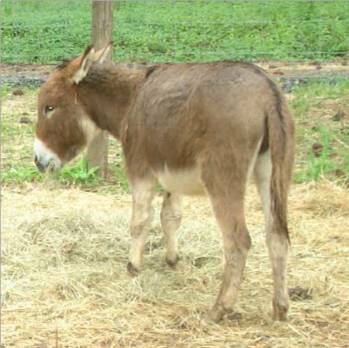 Laughlin's Syrita
