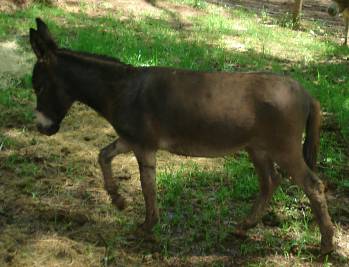 Hazlewood's Roxanne
