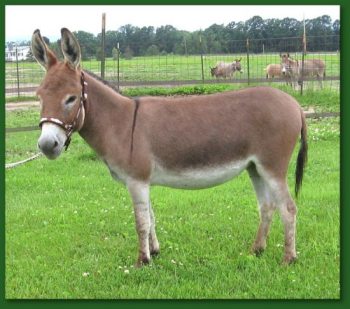 Ass-pirin Acres 2 Hot 2 Touch