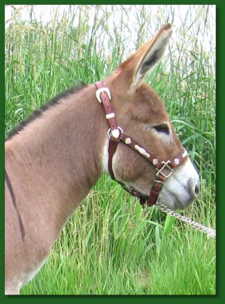 Ass-pirin Acres 2 Hot 2 Touch