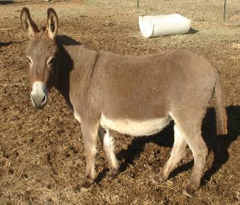 AMK Acres Lucy
