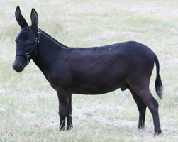 Frontier Legend's Black Bart