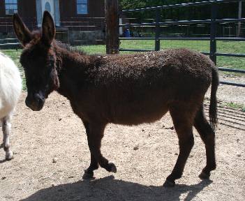 Bainbridge's Miss Attitude