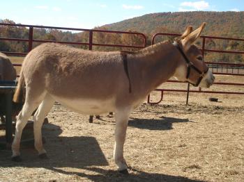 Tucker Farm's Foxie