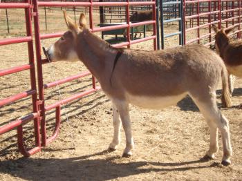 Tucker Farm's Foxie