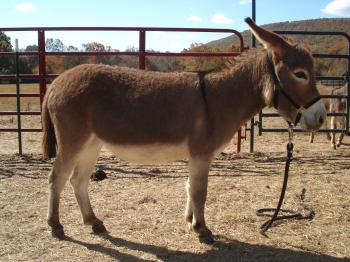 Tucker Farm's Blonde Ambition
