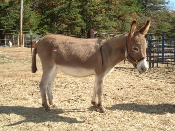 Tucker Farm's Choco Latte