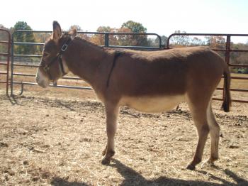 Tucker Farm's Choco Latte