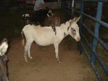 Moore's Mini Farm Bingo