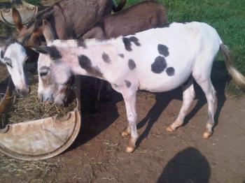 Moore's Mini Farm Bingo
