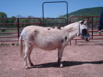 Bainbridge's Dolly