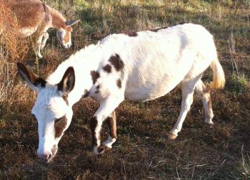 Bainbridge's Dolly