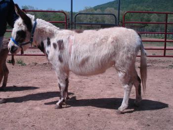 Bainbridge's Dolly