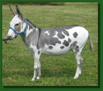 Heiken's Ark Roberta D